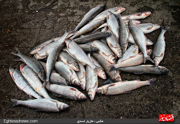 لحظه به لحظه نبرد با دریا برای یک لقمه نان + گزارش تصویری