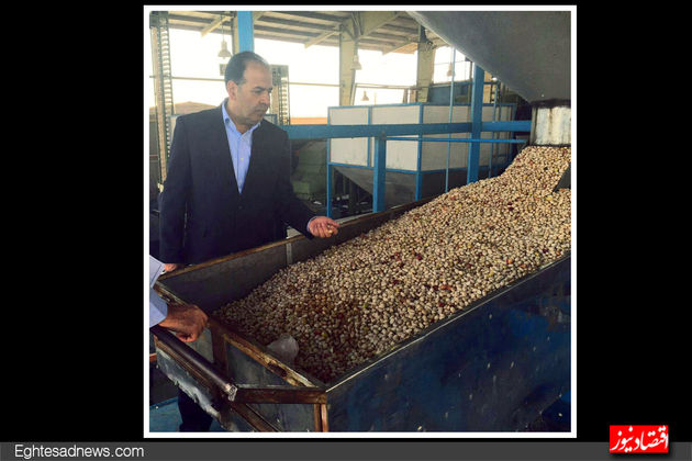 کارخانه فرآوری پسته رئیس اتاق ایران(گزارش تصویری)