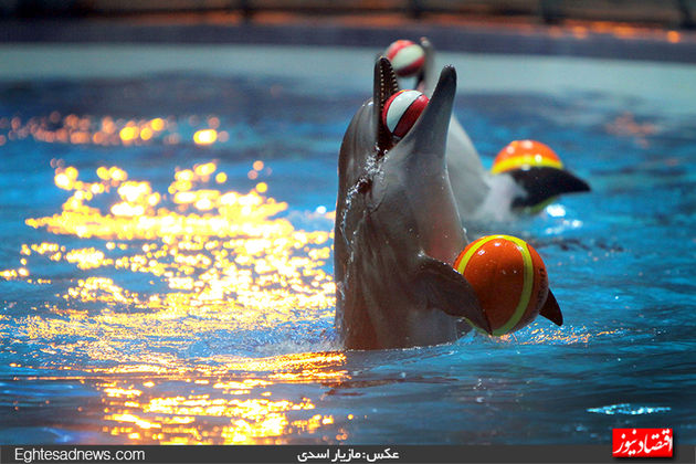 دلفین‌ها به برج میلاد رسیدند (گزارش تصویری)