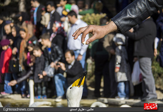 به پرندگان چیپس و پفک ندهید