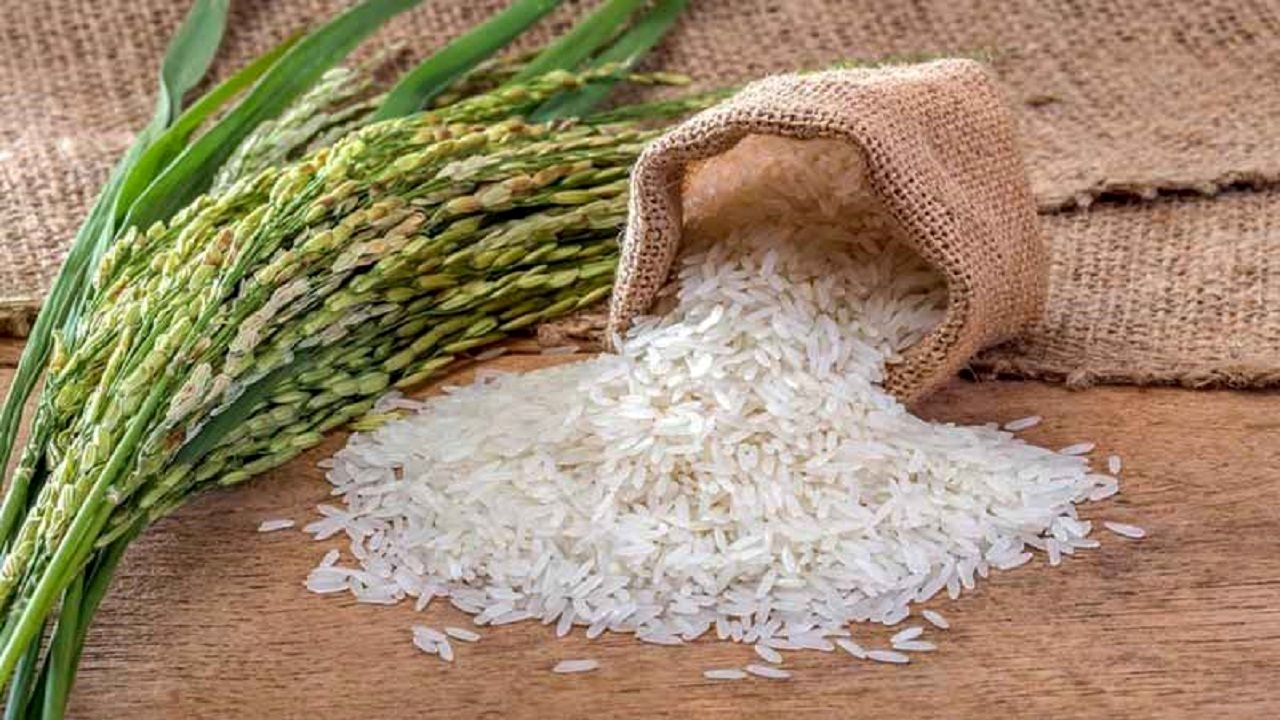 برنج ارزان شد / کاهش عجیب قیمت برنج در کارخانه