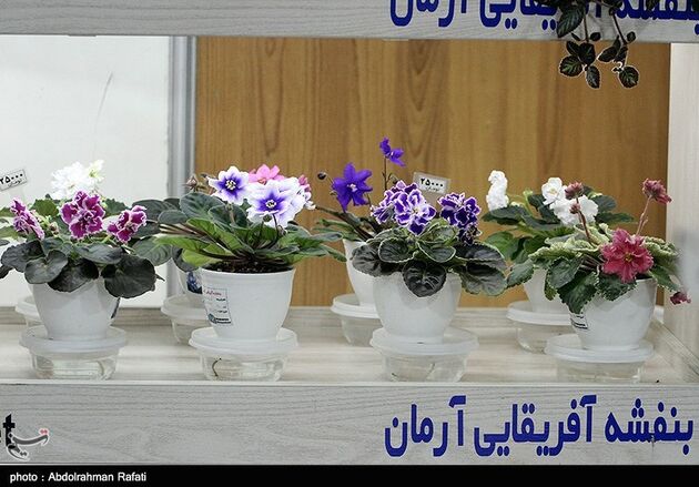 نمایشگاه گل همدان