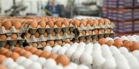 قیمت تخم مرغ در مغازه ها دو برابر نرخ مصوب!