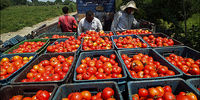 قیمت گوجه فرنگی کاهشی می شود/ گوجه فردا کیلویی 10 هزار تومان