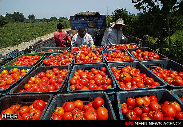 گرانی ۴۰ درصدی قیمت گوجه و پیاز

