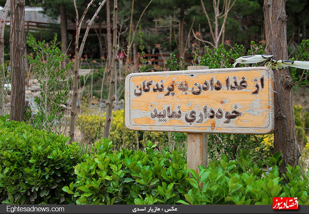 به پرندگان چیپس و پفک ندهید