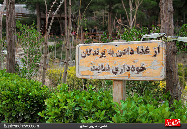 به پرندگان چیپس و پفک ندهید