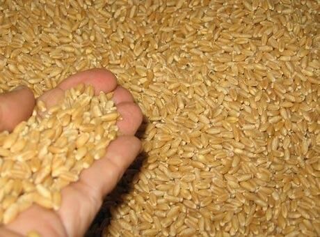 دولت هند برای واردات گندم تعرفه وضع کرد