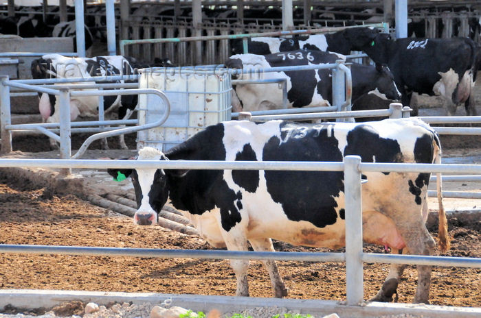 قرار است در بازار شیر چه رخ دهد؟/آیا شیر، مادری مهربان‌تر از دولت ندارد؟