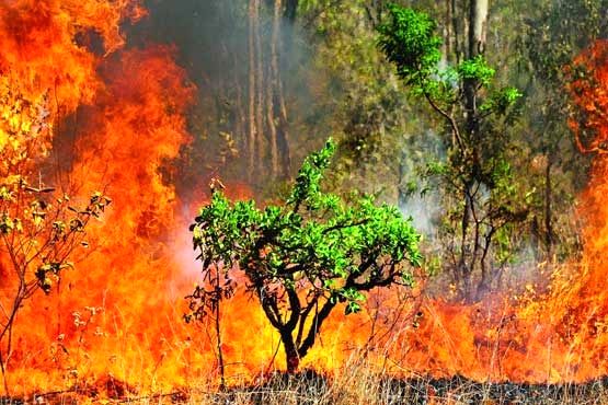 سالانه 15 هزار هکتار از جنگل ها و مراتع کشور آتش می گیرند