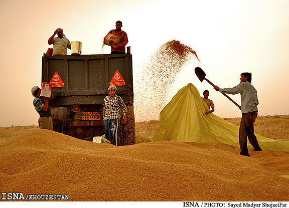 خرید گندم از کشاورزان به 2 میلیون تن رسید