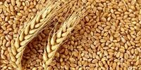 پشت پرده عدم تعیین قیمت رسمی گندم! / ماجرا چیست؟