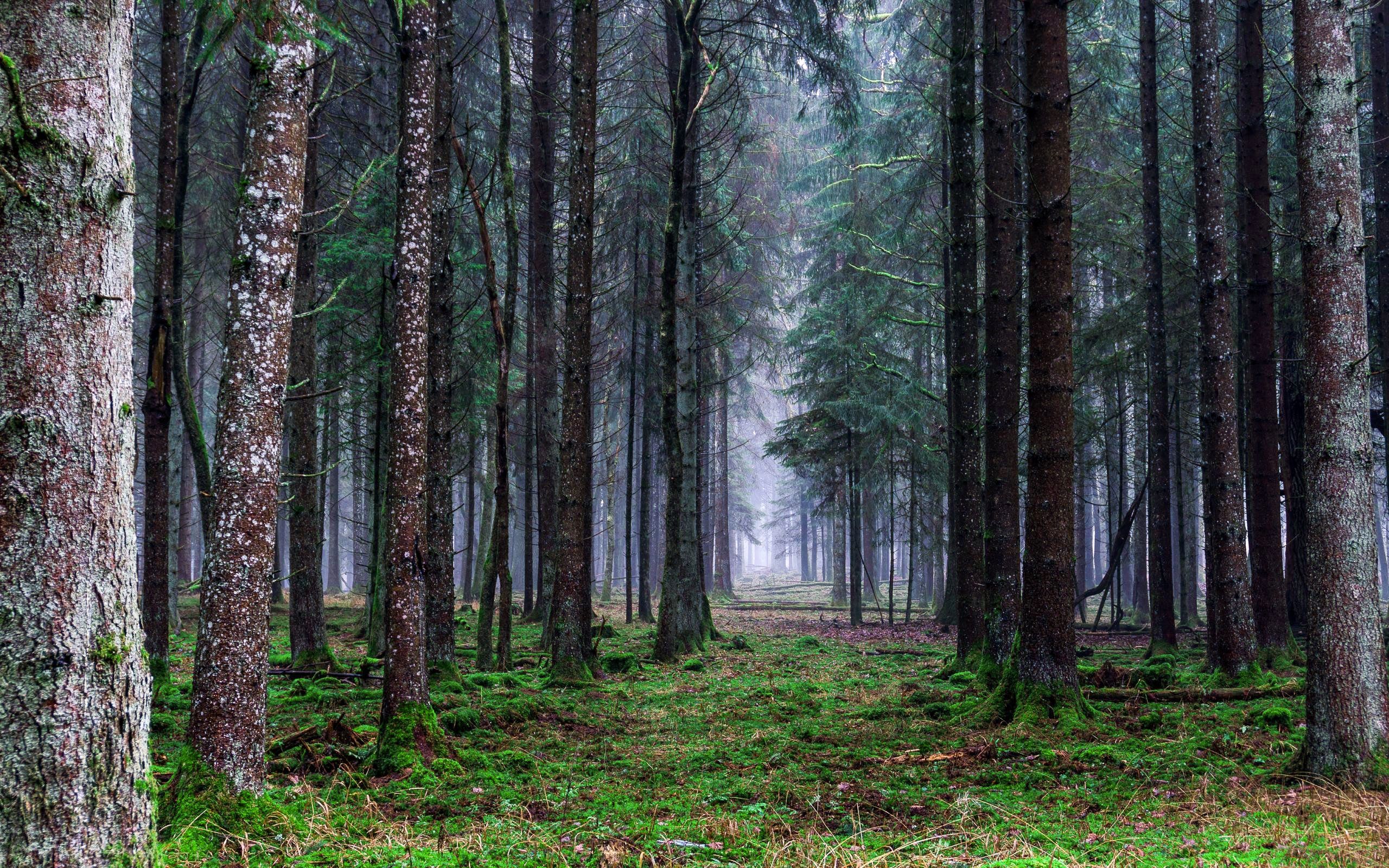 از زمان انقلاب، یک میلیون هکتار از جنگل های کشور نابود شده است!