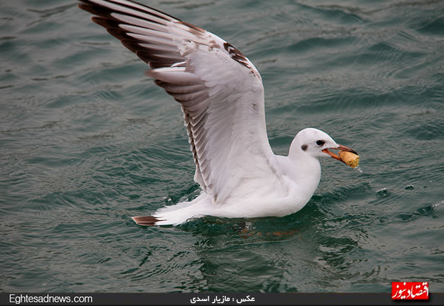به پرندگان چیپس و پفک ندهید