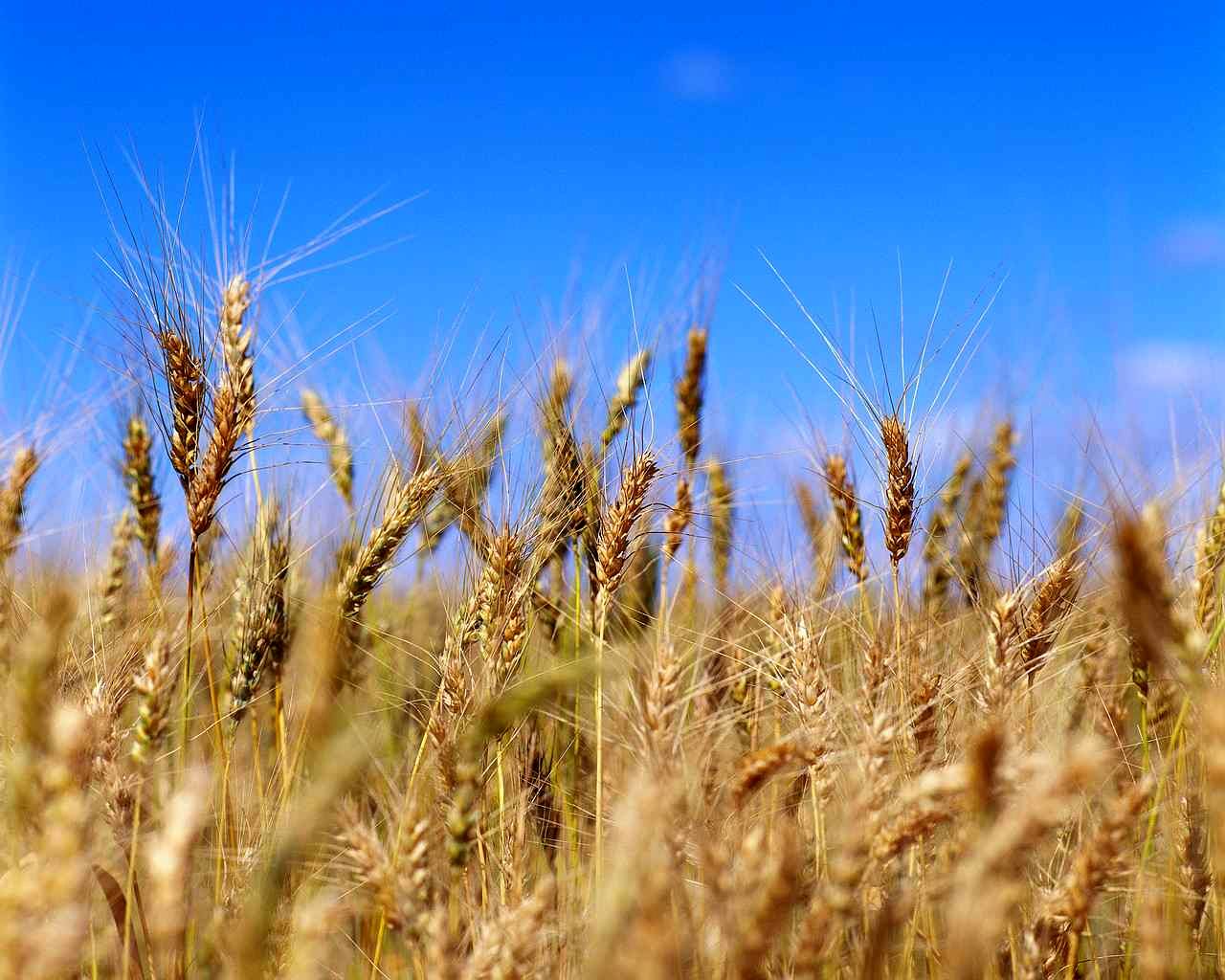 گندم در بازار اروپا گران شد
