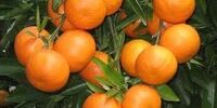 خواص این میوه پرطرفدار پاییزی