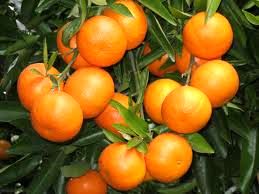 نارنگی‌ های موجود در بازار را نخورید مضر است 

