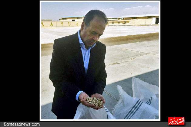 کارخانه فرآوری پسته رئیس اتاق ایران(گزارش تصویری)