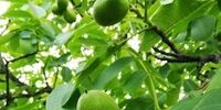 بهترین روش پاک کردن سیاهی گردو از دست