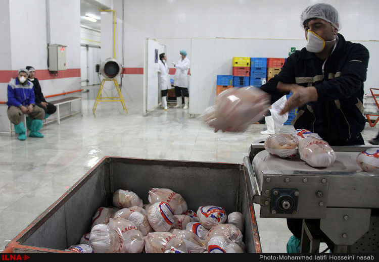  مرغ منجمد به نرخ ۱۳ هزار و ۵۰۰ تومان تصویب شد