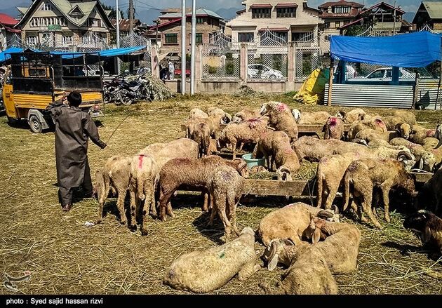 بازار عید قربان در کشمیر