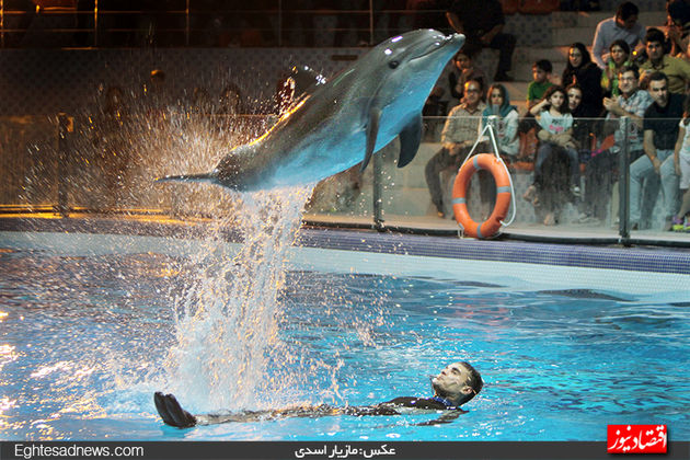 دلفین‌ها به برج میلاد رسیدند (گزارش تصویری)