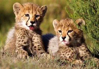 تولد ناگهانی ۲ توله یوزپلنگ در پارک ملی توران+ جزئیات