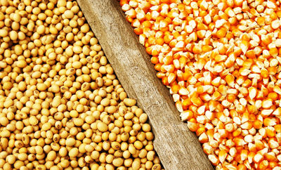 واردات 2 کالای پرمتقاضی آزاد شد + جزئیات 2