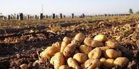 مجوز سران قوا به وزارت کشاورزی برای کنترل قیمت سیب زمینی