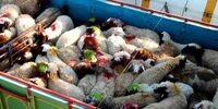کشف 117 راس دام قاچاق در دهلران