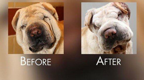 عمل زیبایی روی حیوانات خانگی در ایران / از دماغ عملی تا دستکاری تارهای صوتی + تصاویر 4