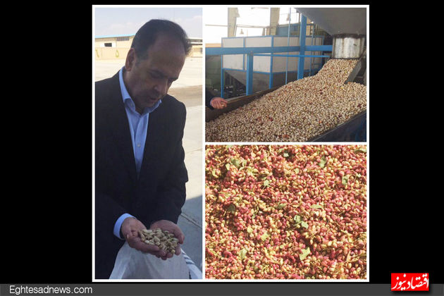 کارخانه فرآوری پسته رئیس اتاق ایران(گزارش تصویری)