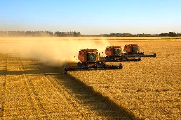 صادرات گندم روسیه درگیر فضای نااطمینانی تعرفهای