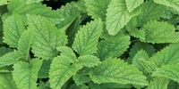خواص معجزه آسای این گیاه مورد علاقه ابوعلی سینا !