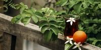 بوی بهارنارنج در باغ‌های اردیبهشتی شیراز