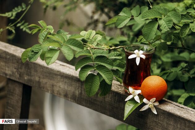 بوی بهار نارنج در اردیبهشت شیراز