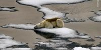 تصویری دردناک از قطب شمال 