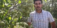 احداث باغات گردو را به رویال نهال بسپارید
