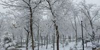  بارش برف تبریز را سفیدپوش کرد+عکس