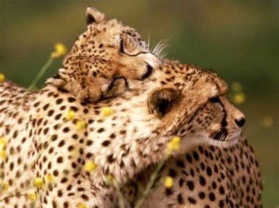 صحنهای کمیاب از غذا خوردن پلنگ ایرانی + فیلم 2