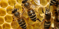 خواص اعجاب انگیز زهر زنبور عسل!