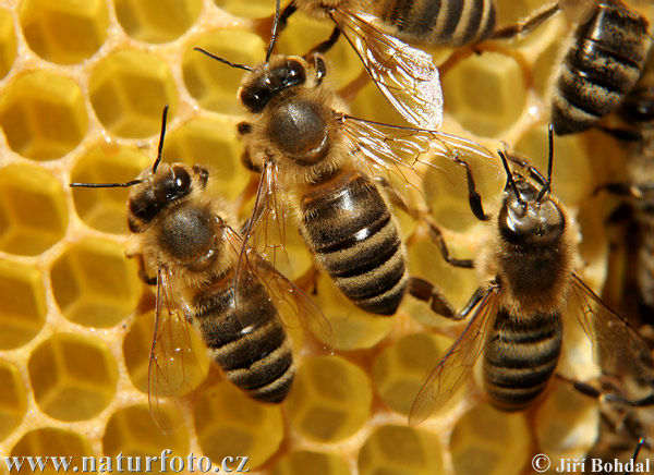 ادعای عجیب یک کارشناس درباره درمان کرونا با نیش زنبور