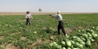 علت برگشت خوردن هندوانه های صادراتی ایران به عمان مشخص شد