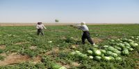 راهکار عجیب کیهان برای خلاص شدن از بحران کم آبی/ کاشت این میوه را 2 سال ممنوع کنید