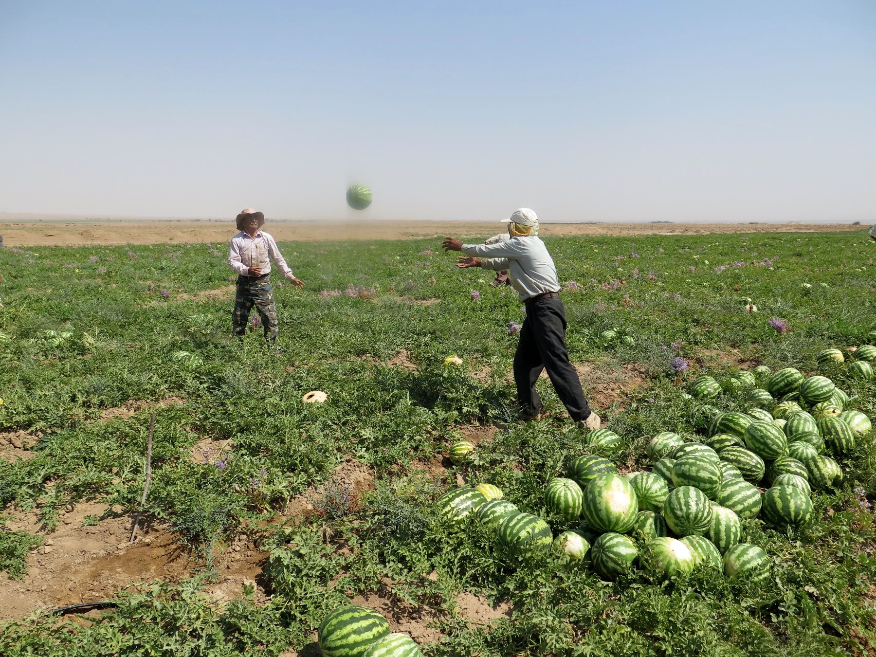 علت برگشت خوردن هندوانه های صادراتی ایران به عمان مشخص شد