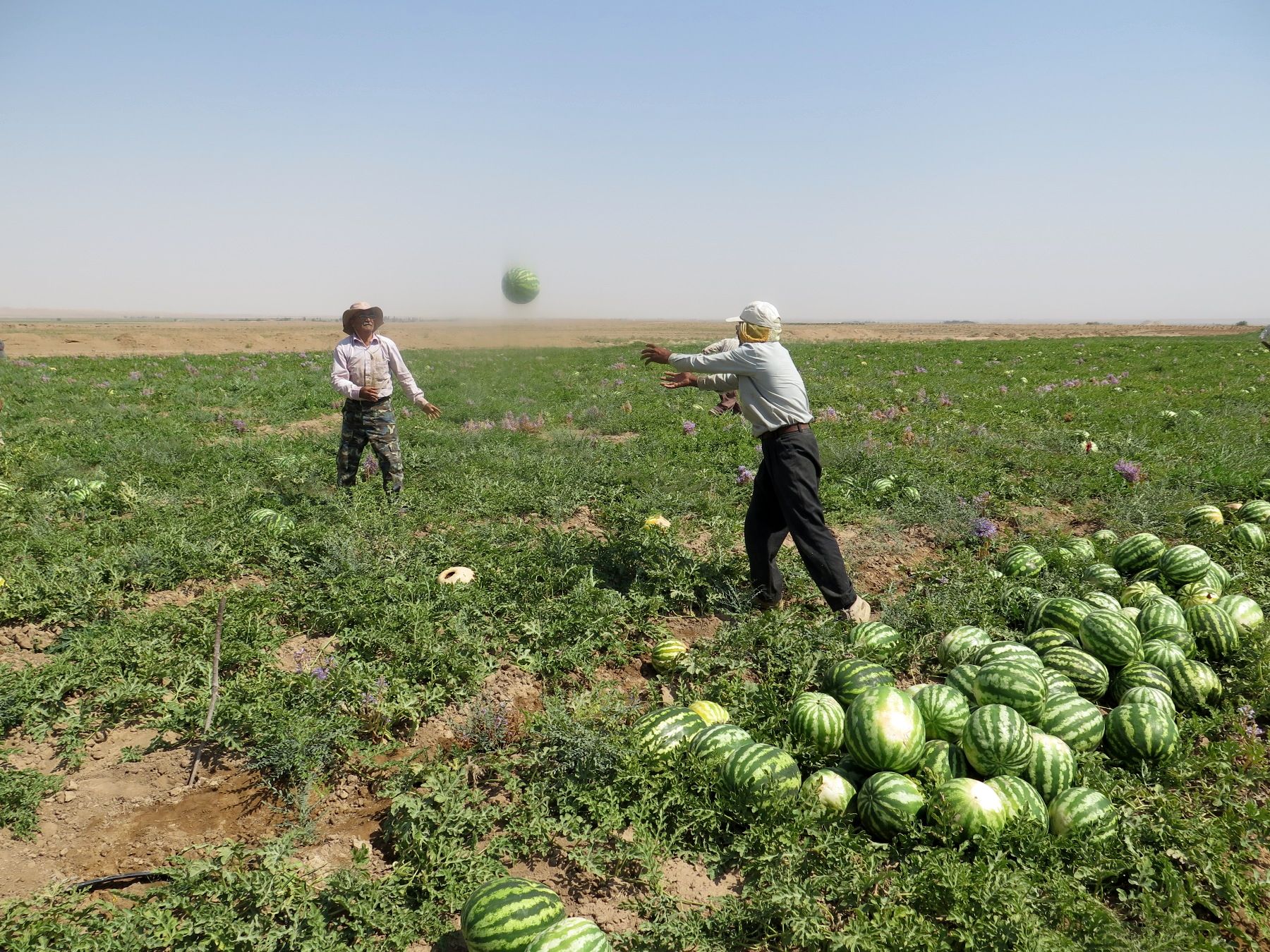 راهکار عجیب کیهان برای خلاص شدن از بحران کم آبی / کاشت این میوه را 2 سال ممنوع کنید