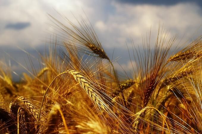 بررسی نرخ خرید تضمینی گندم  در شورای اقتصاد 