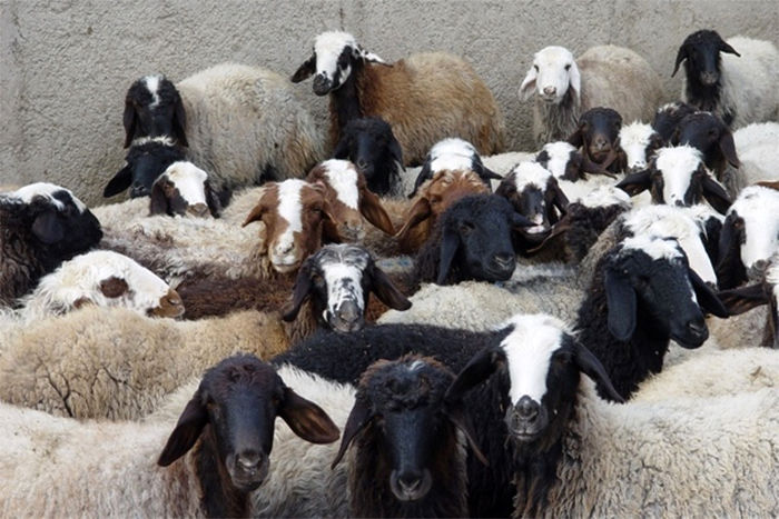 قیمت گوسفند زنده امروز بین ۱۱ تا ۱۲ هزار تومان