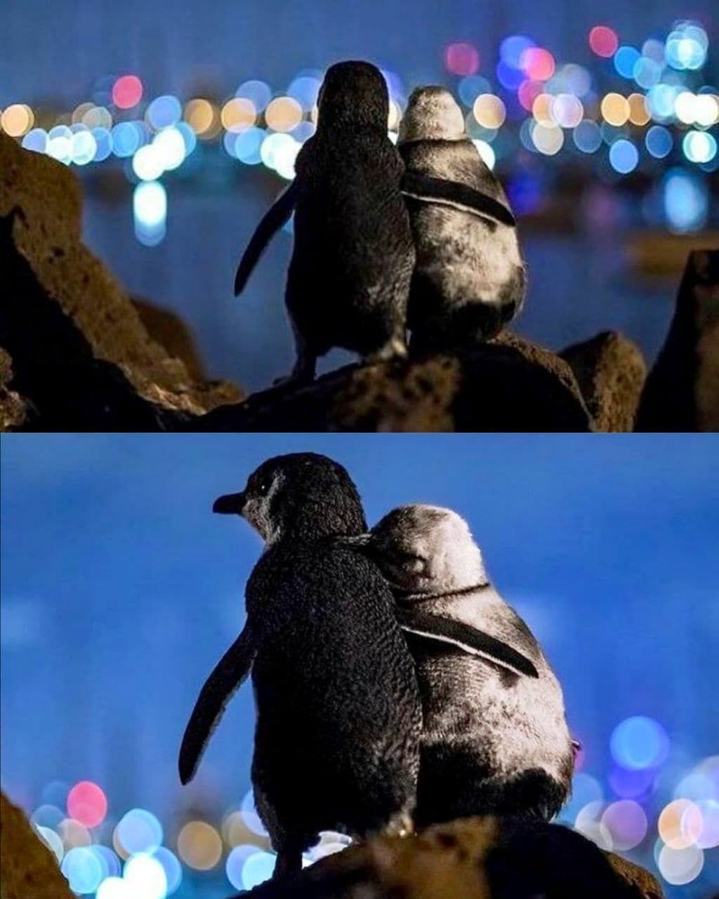 دو پنگوئن عاشق برنده جایزه "عکس اقیانوس"+عکس