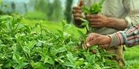سرانه مصرف چای پایین آمد/ قیمت هر کیلو چای ایرانی چند؟ 